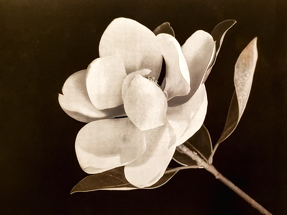 007木兰-编辑 拷贝-1.jpg