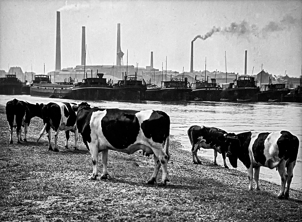 026鲁尔河口的奶牛-编辑 拷贝-1.jpg